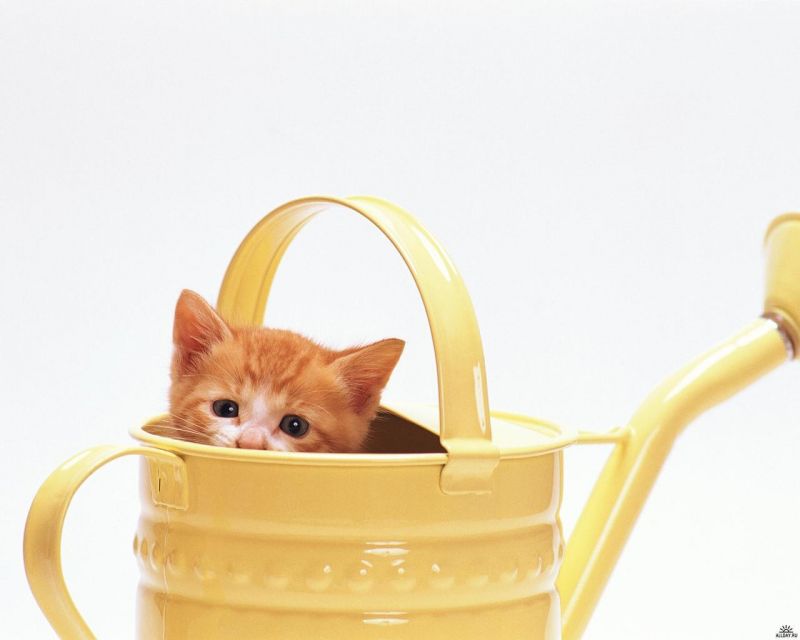Рыжий котёнок выглядывает из желтой садовой лейки
