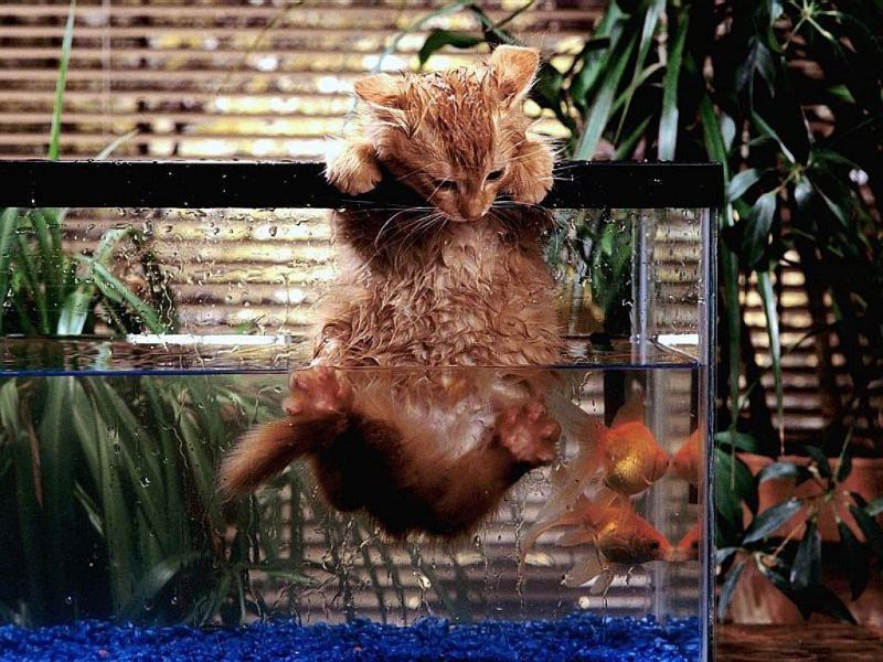 Рыжий мокрый котёнок вылазит из аквариума