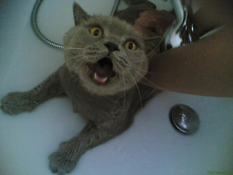 Серый кот орёт, когда его моют под душем