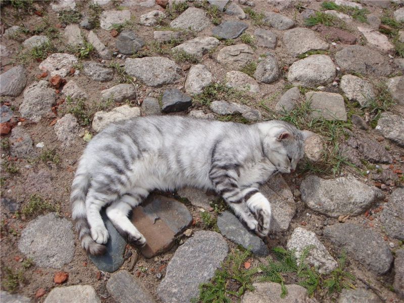 Серый кот отдыхает на каменной дороге