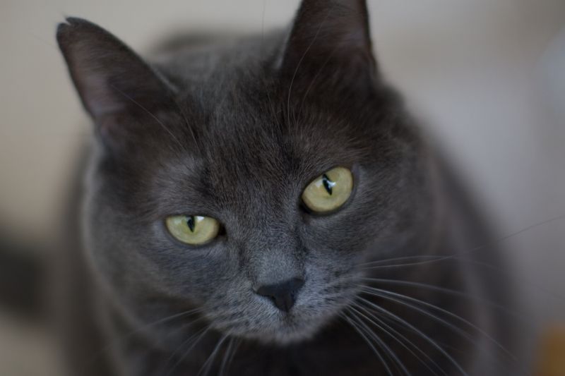 Серый кот пристально смотрит