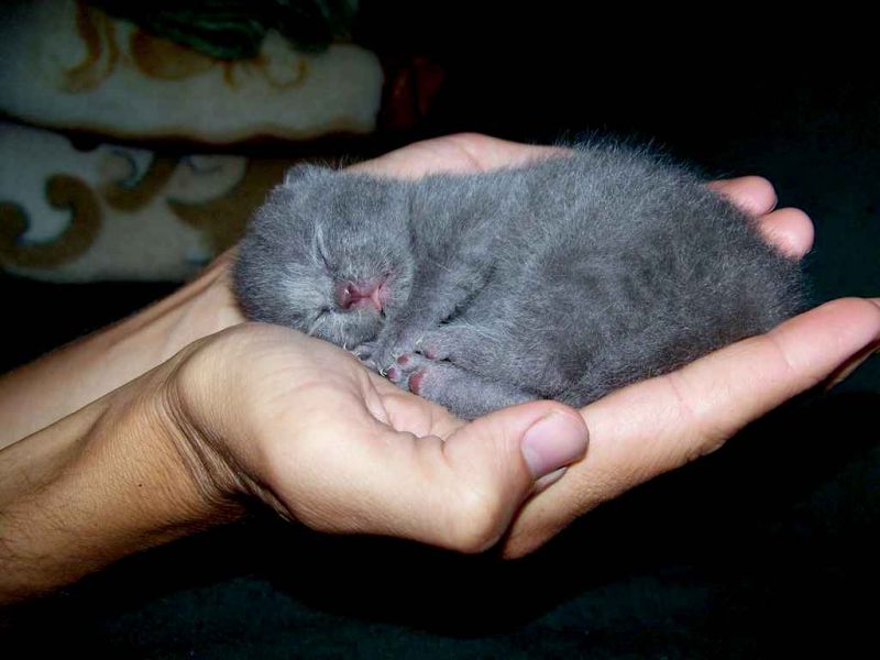 Серый котёнок лежит на ладонях