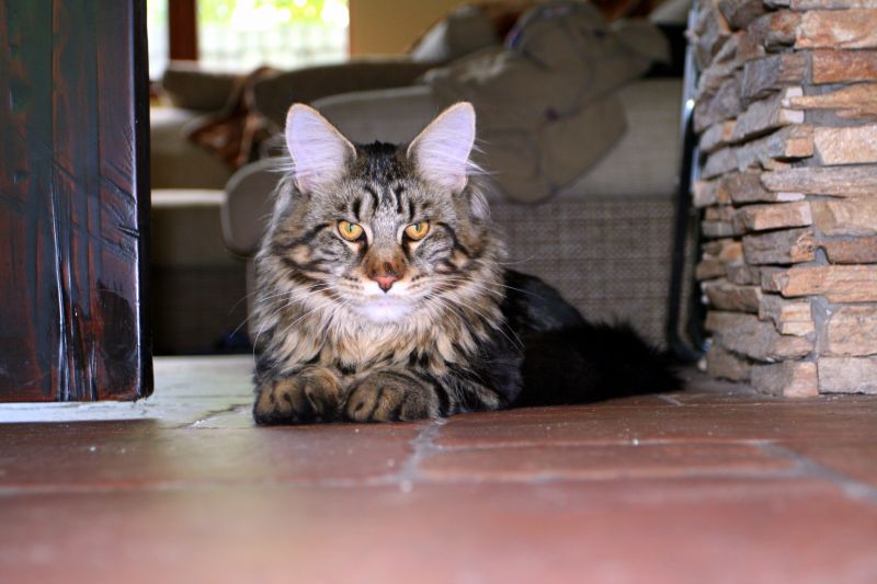 Серый полосатый кот на полу