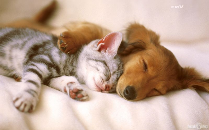Щенок и котёнок спят в обнимку