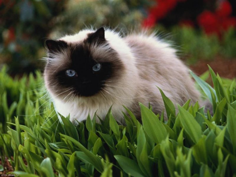 Сиамский кот в траве