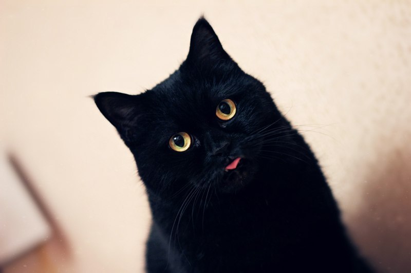 Картинки - Черный кот с желтыми глазами высовывает язык