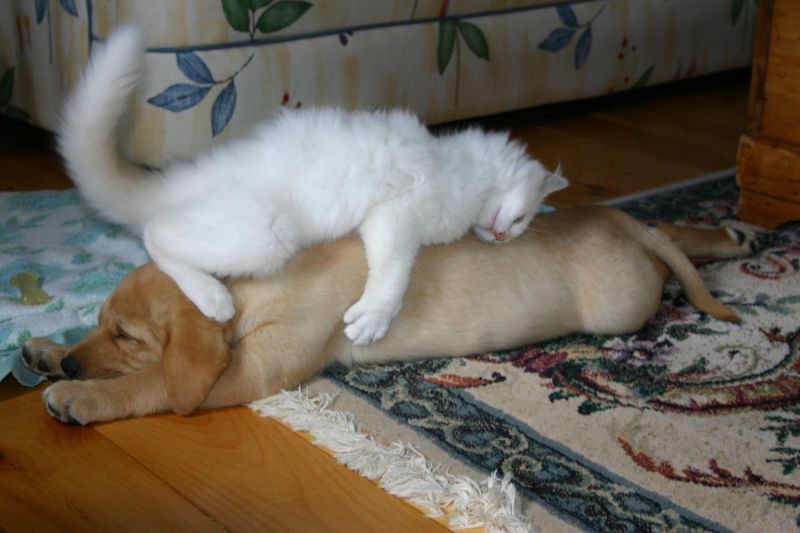 Белая пушистая кошка мило спит на собаке