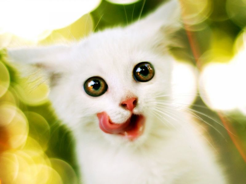 Белый котенок с большими золотистыми глазами облизывается