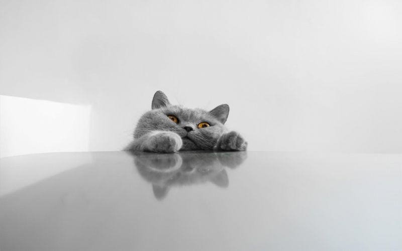 Британский кот пытается забраться на стол
