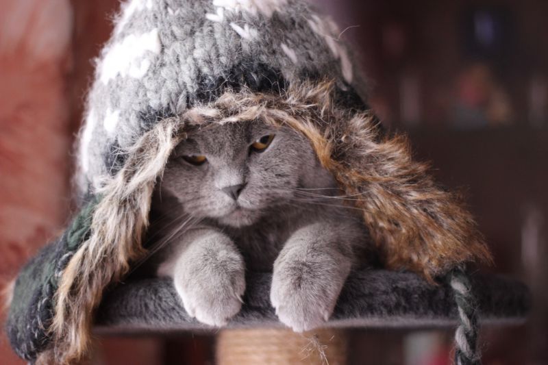 Британский недовольный кот в вязаной шапке с ушками