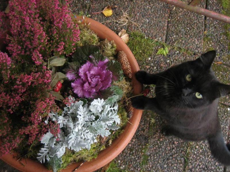 Черный короткошерстный кот стоит около красивого горшка