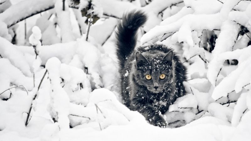 Черный кот крадется сквозь зимний лес