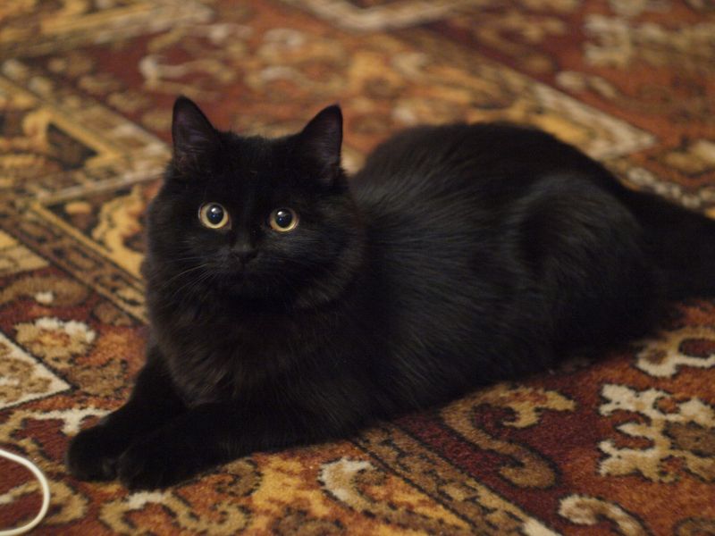 Черный сибирский кот лежит на ковре