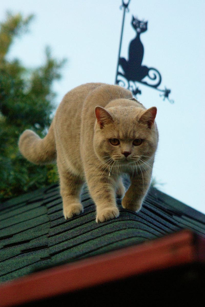 Деловой британский кот гуляет по крыше