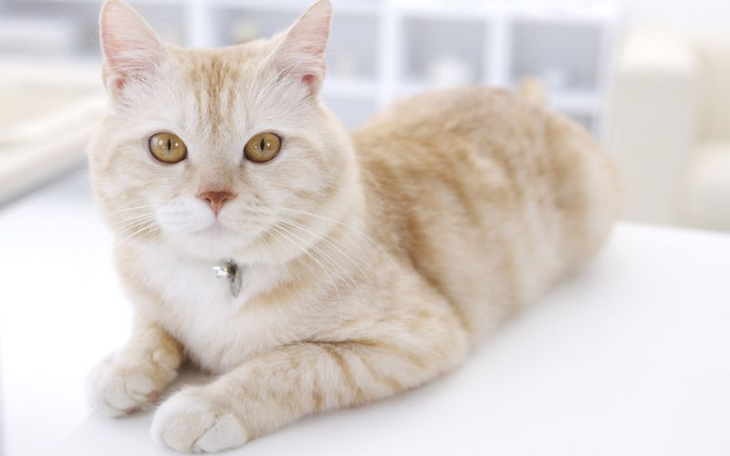 Короткошерстная кошка с медальоном на белом фоне