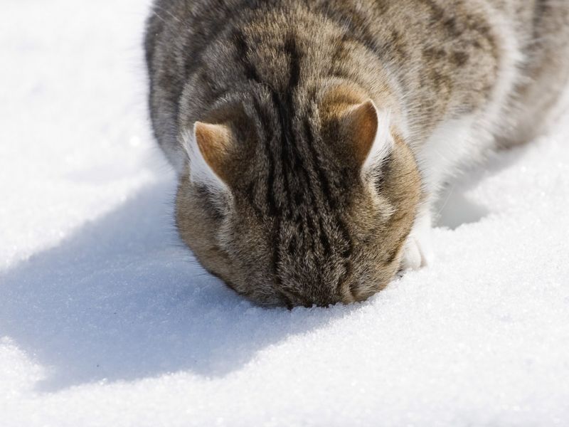 Кот зарылся мордой в снег