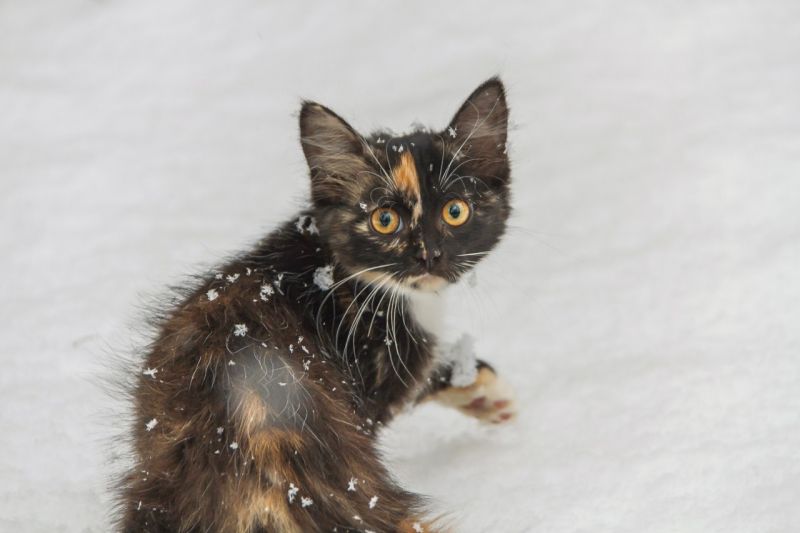 Маленькая испуганная кошечка в снегу