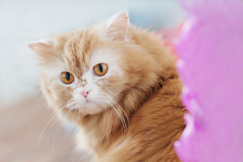 Милая рыжая пушистая кошка с плоской мордой