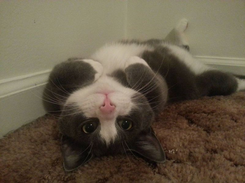 Картинки - Милый короткошерстный кот лежит на спине, поджав лапки