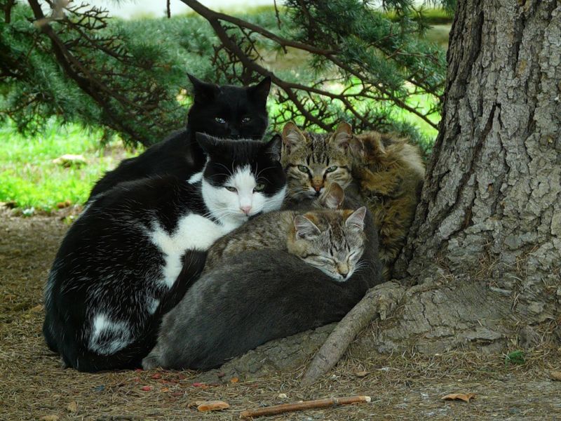 Много кошек спит прижавшись под деревом
