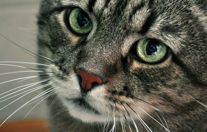 Морда серого полосатого кота с большими зелеными глазами