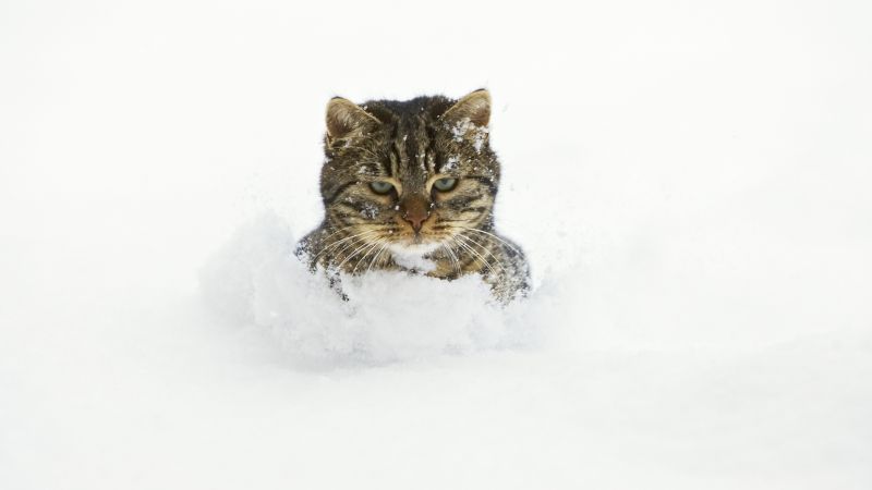 Недовольный полосатый кот, закопаный в снегу