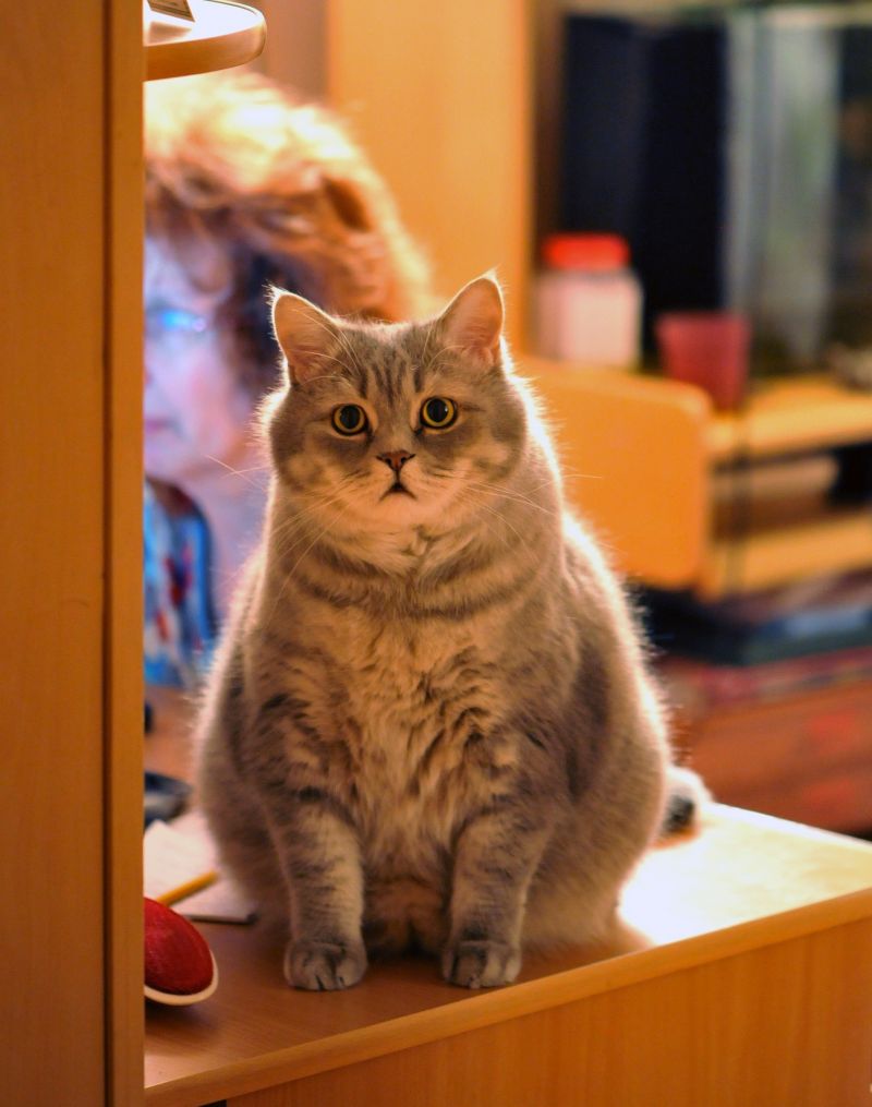 Картинки - Очень удивленный толстый серый кот с открытым ртом