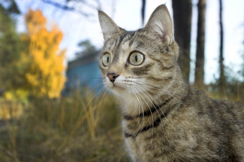 Полосатый кот с удивленными глазами в осеннем лесу