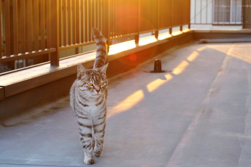 Полосатый кот с желтыми глазами гуляет на рассвете