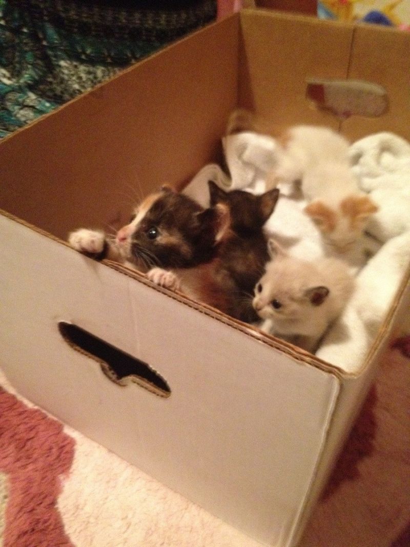 Разноцветные котята играют в коробке