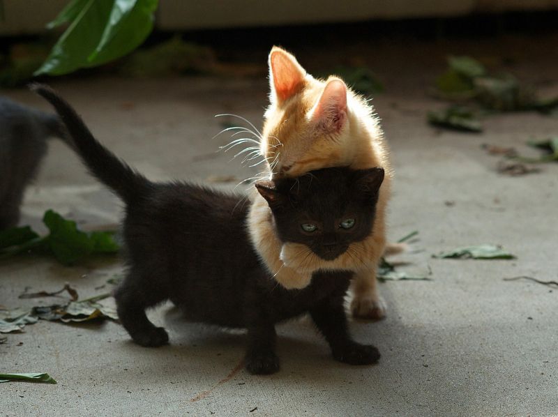 Рыжий котенок обнимает черного
