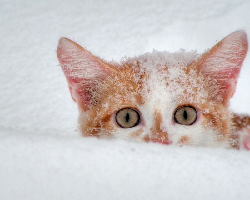 Рыжий котенок выглядывает из под снега