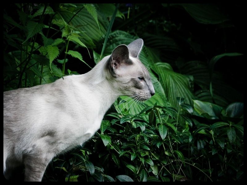 Серый абиссинский кот на фоне зеленых кустов