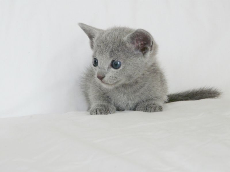 Серый котенок с большими ушами на белом фоне