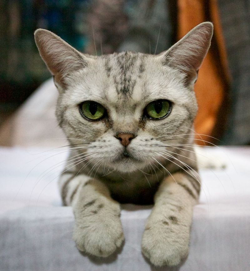Серый котенок с очень грустной мордой и зелеными глазами