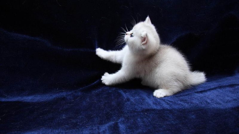 Серый пушистый котенок играет с бархатом