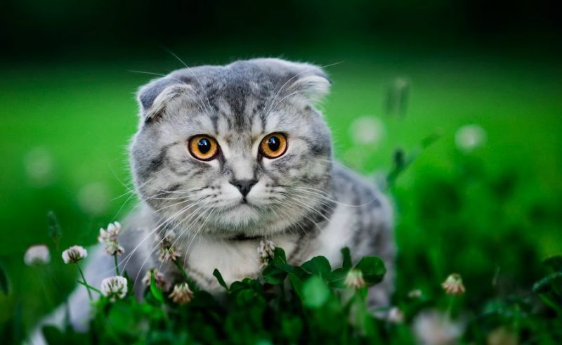 Британский Вислоухий Кот Фото Серый