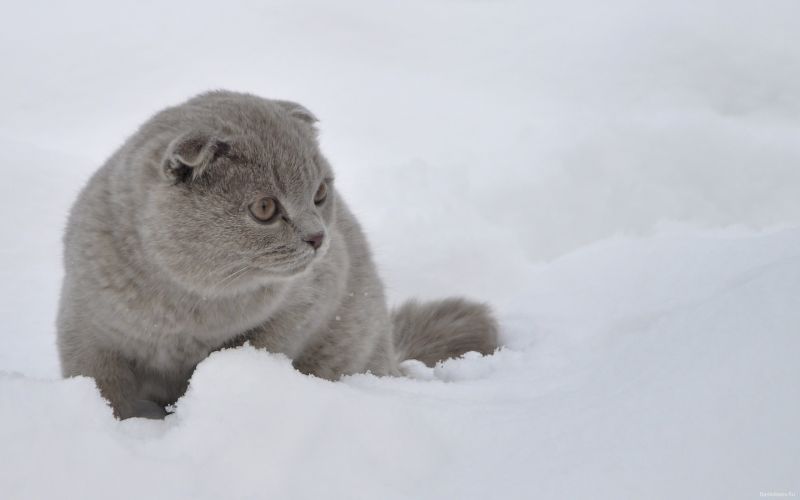 Шотландский серый кот играет в снегу