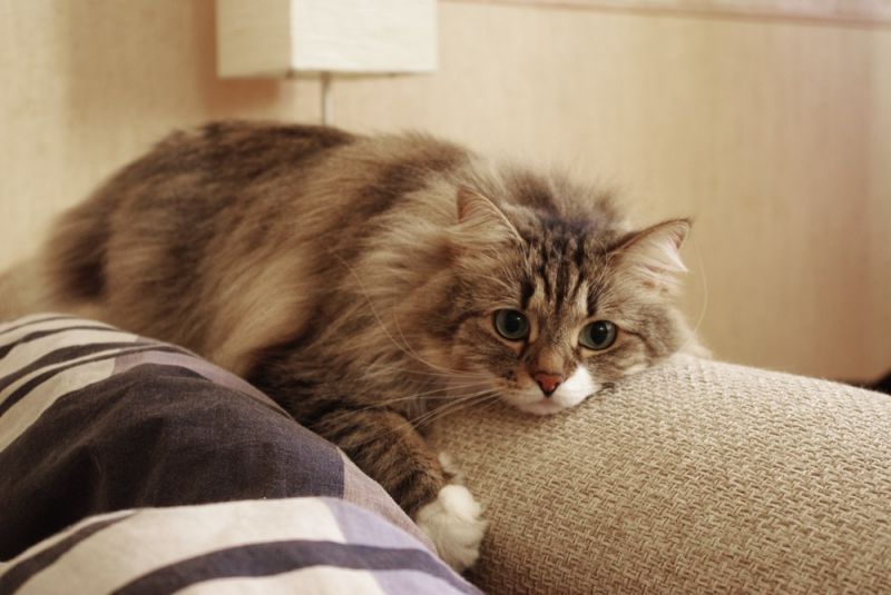 Сибирская кошка устало лежит на диване