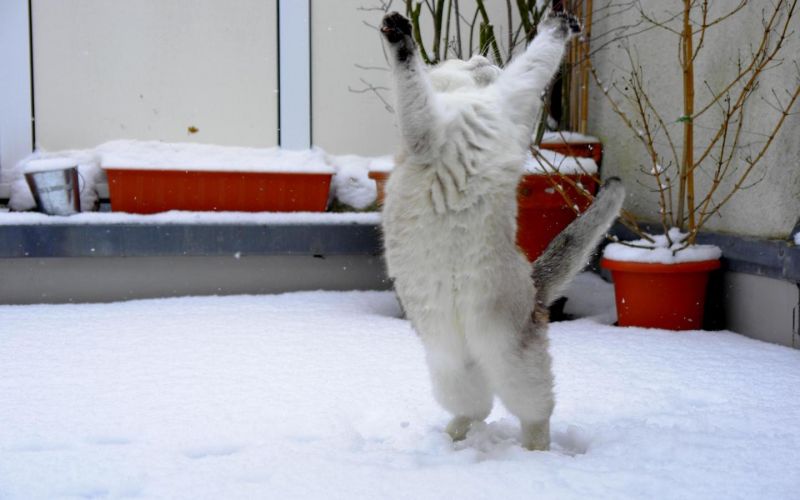 Толстый белый кот играет со снежинками
