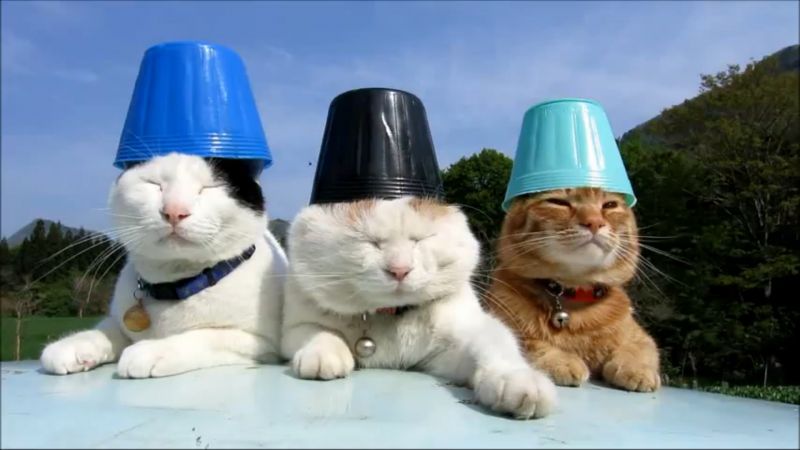 Три кота с горшкаме на голове