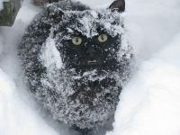 ispuganyj-chernyj-kot--obleplenyj-snegom.jpg