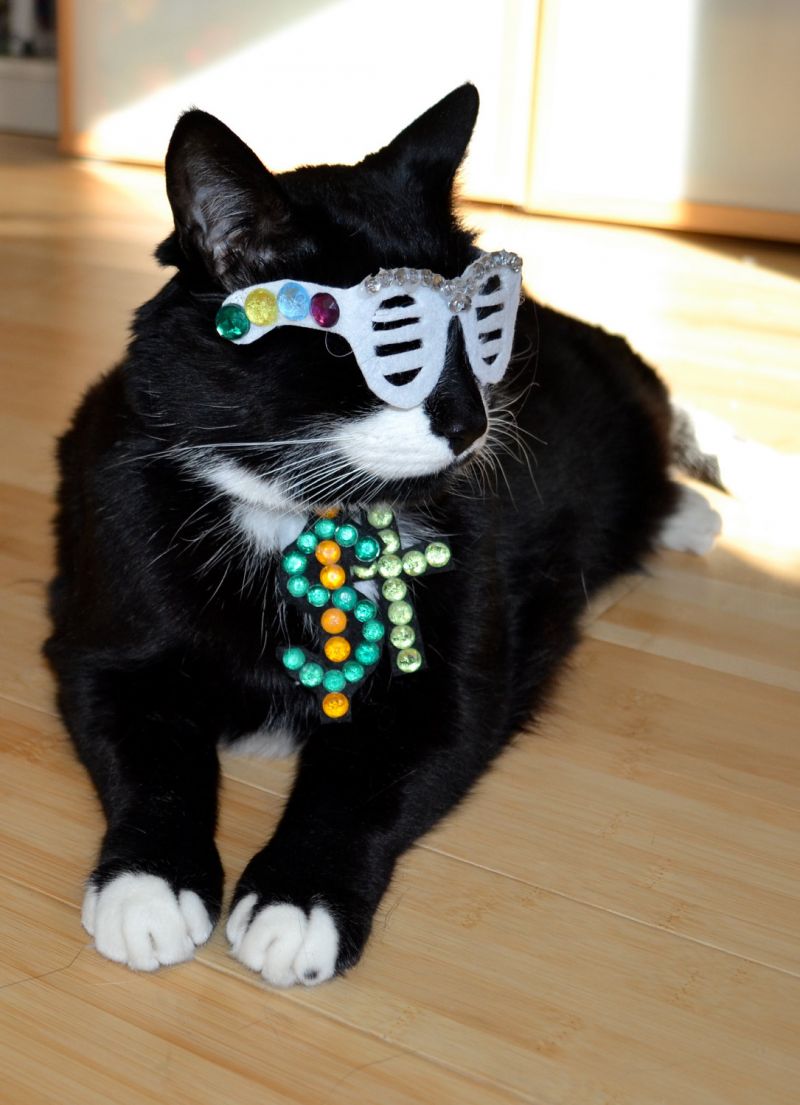 Чёрный кот в диско наряде