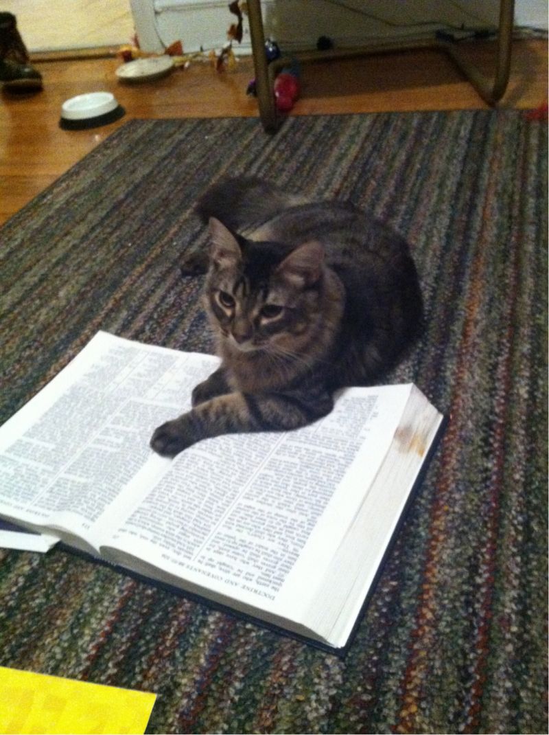 Кот читает книжку