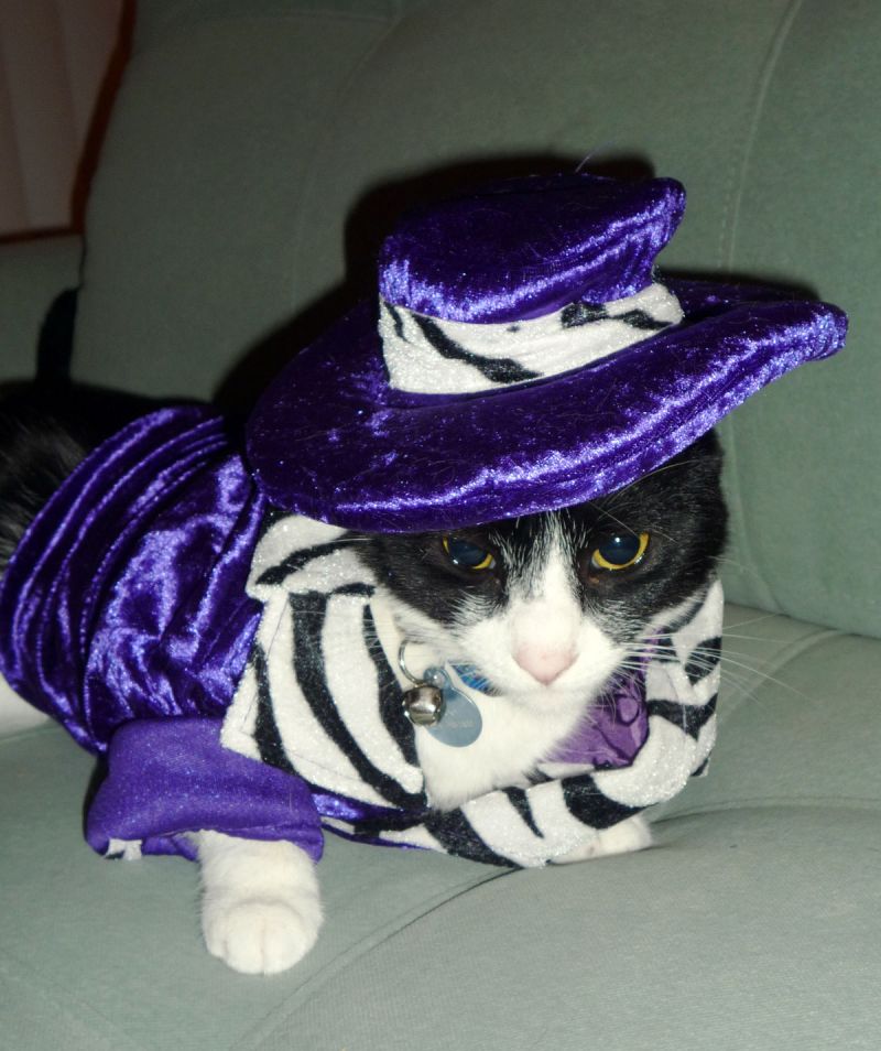 Кот-модник в шляпе и фиолетовом костюме