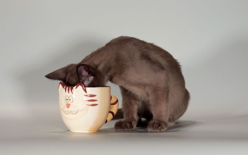 Кот пьёт из кружки