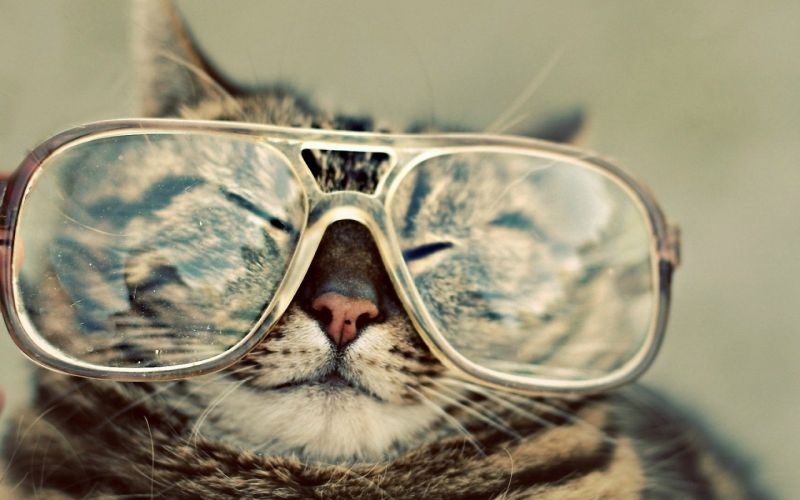 Кот с большими очками