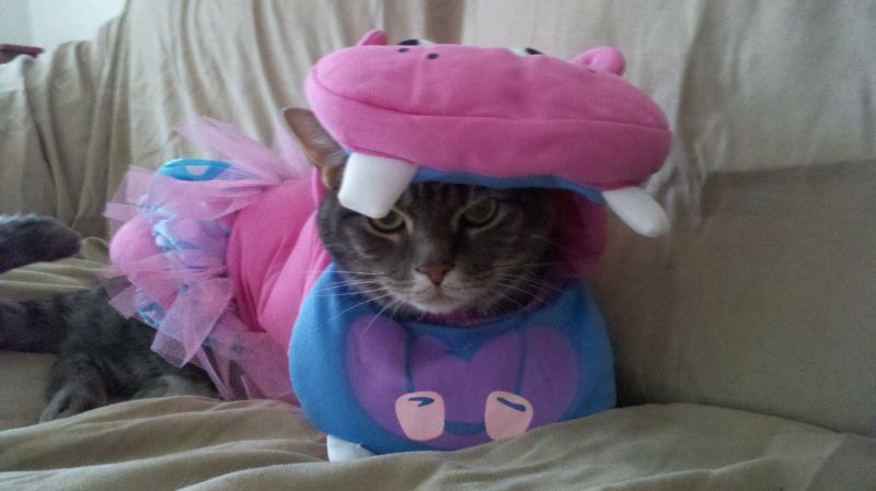 Кот в костюме розового бегемота
