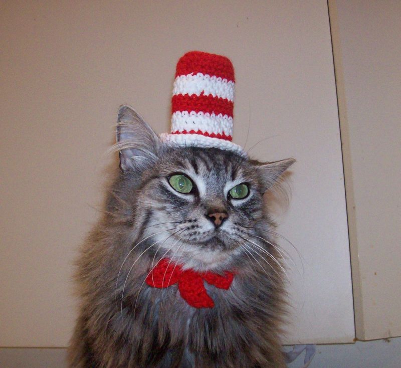 Кот в вязаной шляпе