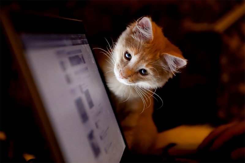 Котёнок смотрит на экран